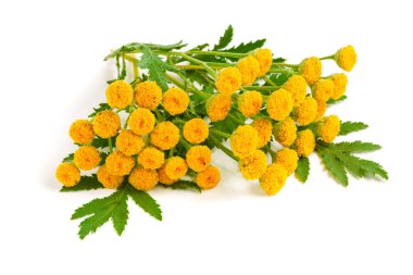 Beyaz bir arka plan üzerinde izole solucan otu. Tıbbi bitki