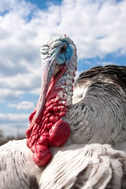 turkey male or gobbler closeup on the cloudy sky background clipart