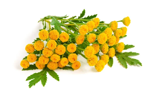 Beyaz bir arka plan üzerinde izole solucan otu. Tıbbi bitki