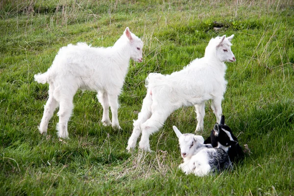 Drei kleine Ziegen stehen auf grünem Gras — Stockfoto