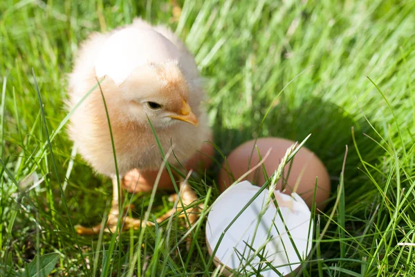 Galinha bebê com casca de ovo quebrada e ovo na grama verde — Fotografia de Stock