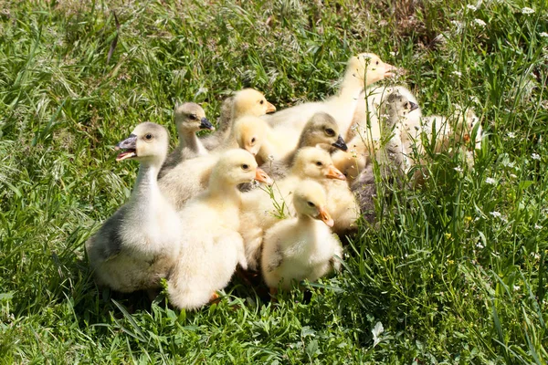 Een zwerm van kleine ganzen grazen in het groene gras — Stockfoto