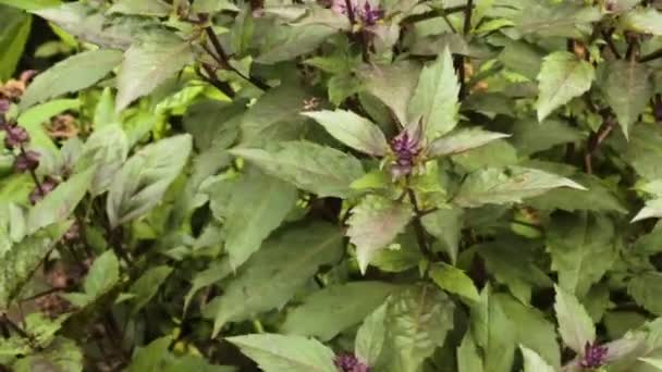 Basilic Bush violet poussant dans le jardin . — Video