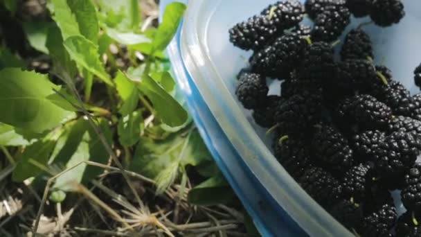 Mulberry in een vak op het gras. — Stockvideo