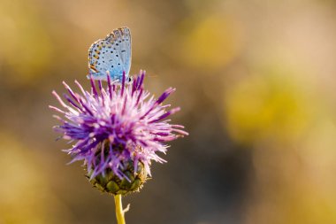 Thistle çiçek çiçek alanında kelebek