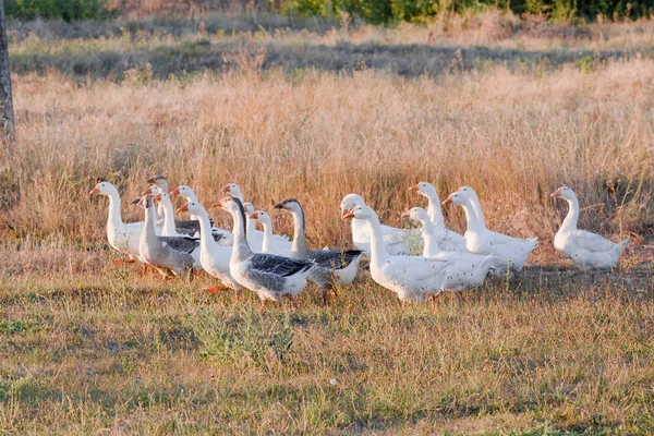 Manada de gansos pastando en la hierba en el campo de verano al atardecer — Foto de Stock