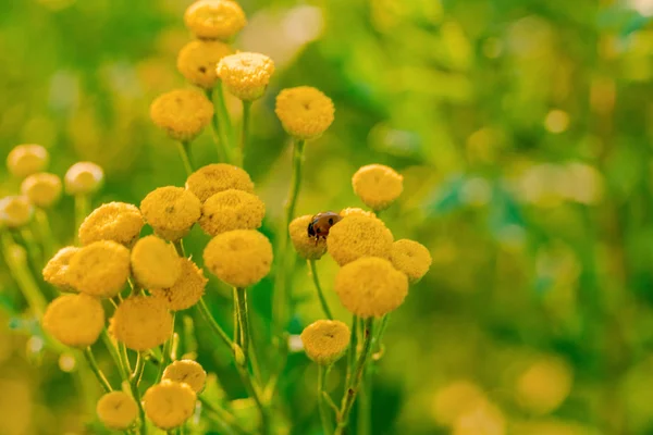 Flores amarelas de tansy comum, Tanacetum vulgare — Fotografia de Stock