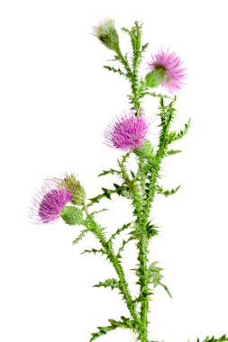 Beyaz arka plan makro'izole çiçek thistle