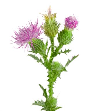 Beyaz arka plan makro'izole çiçek thistle