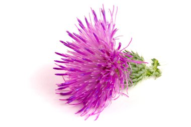 Beyaz arka plan makro'izole çiçek thistle