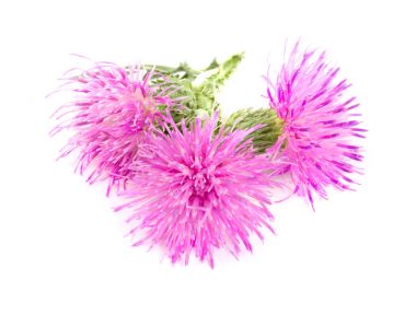 Beyaz arka plan makro'izole çiçek thistle