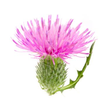 Beyaz arka plan makro'izole çiçek thistle