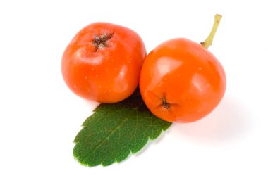 Beyaz arka plan makro'izole yaprak ile turuncu rowan