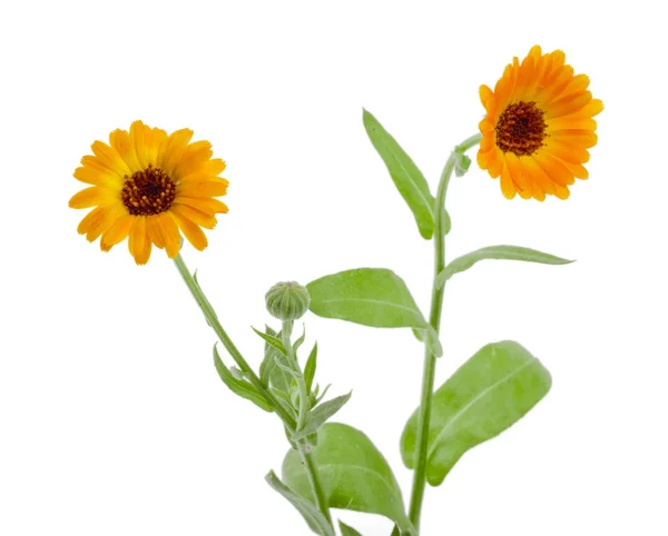 Calendula. Marigold flower with leaf isolated on white background — Stock Photo, Image