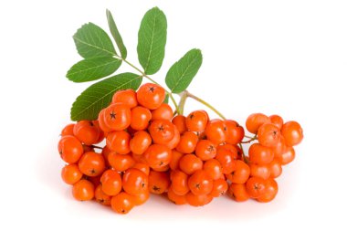 Beyaz arka plan üzerinde izole yaprak ile turuncu rowan