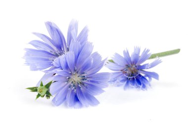 Beyaz arka plan makro'izole yaprak hindiba çiçek