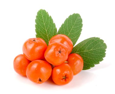 Beyaz arka plan üzerinde izole yaprak ile turuncu rowan