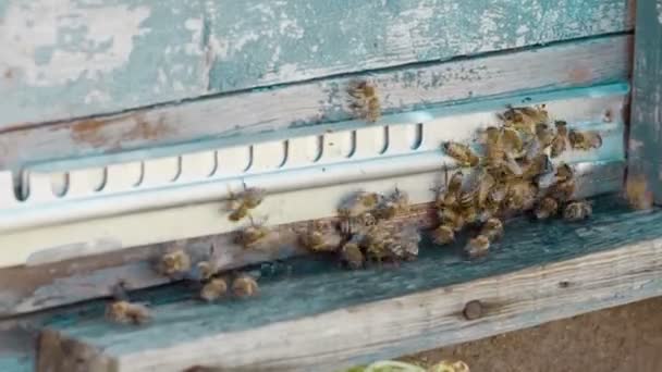 Letnut with bees in a hive — Stock Video