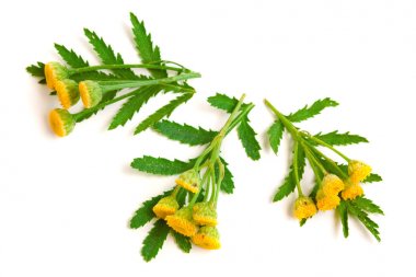 Beyaz bir arka plan üzerinde izole yaprak ile solucan otu. Tıbbi bitki