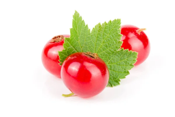 Grosella roja con hoja aislada sobre fondo blanco macro — Foto de Stock