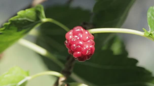 Mulberry in een vak op het gras — Stockvideo