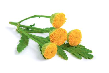 Beyaz bir arka plan üzerinde izole yaprak ile solucan otu. Tıbbi bitki