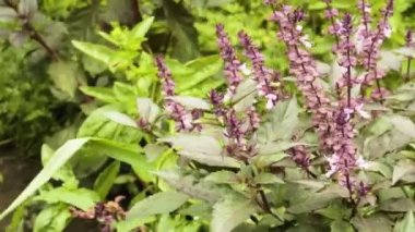 Bush fesleğen bahçede büyüyen mor