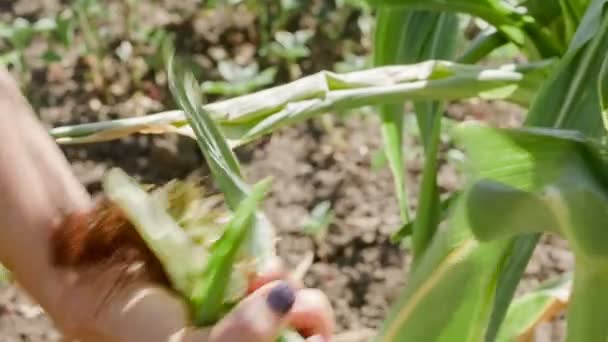Сбор кукурузы на поле — стоковое видео