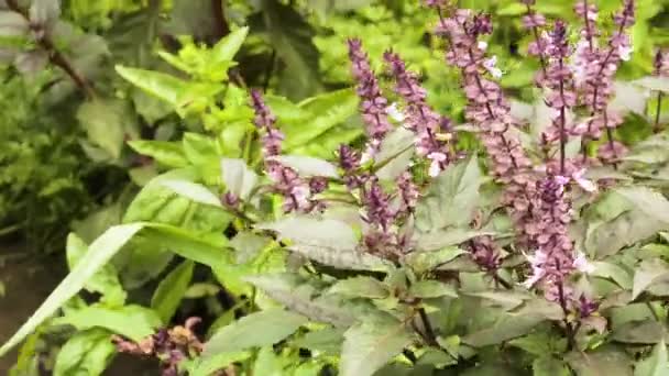 Буш базилик фиолетовый растет в саду — стоковое видео