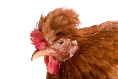 Beyaz arka plan üzerinde izole kahverengi tavuk portresi