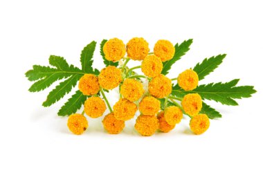 Beyaz bir arka plan üzerinde izole yaprak ile solucan otu. Tıbbi bitki