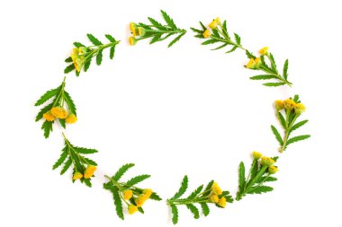 metniniz için kopya alanı ile beyaz bir arka plan üzerinde izole yaprak ile solucan otu. Üstten Görünüm. Tıbbi bitki