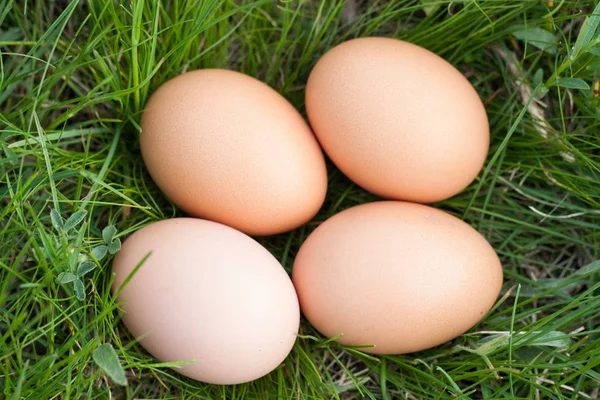 Huevos de pollo que yacen en un nido de hierba verde —  Fotos de Stock