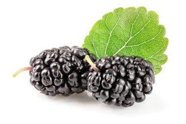 Beyaz arka planda yaprak izole edilmiş dut üzümü