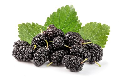 Beyaz arka planda yaprak izole edilmiş dut üzümü