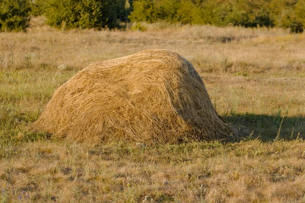 Ein Strohhaufen. Foto Nahaufnahme im Sommer — Stockfoto