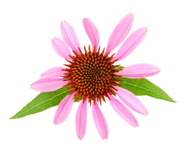 Coneflower ou Echinacea purpurea com folha isolada sobre fundo branco — Fotografia de Stock