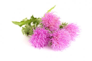 Beyaz arka plan makro'izole çiçek thistle