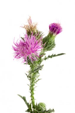 Beyaz arka plan makro'izole çiçek thistle
