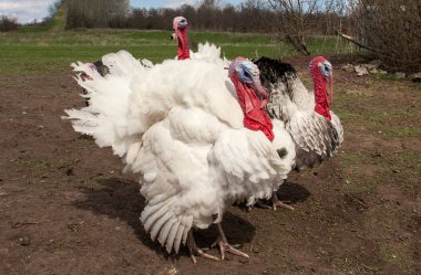 Türkiye erkek veya işkembe Köyü