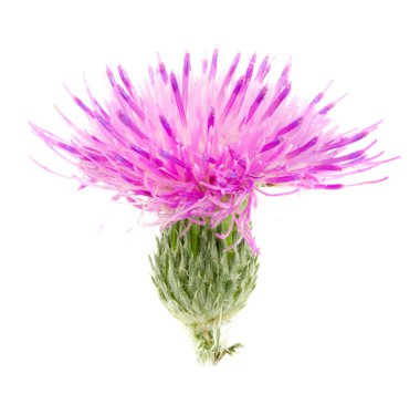 Beyaz arka plan makro'izole çiçek thistle