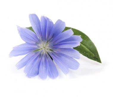 Beyaz arka plan makro'izole yaprak hindiba çiçek