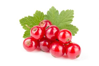 Beyaz arka planda yapraklı kırmızı frenk üzümü.