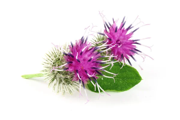 Flor de bardana aislada sobre fondo blanco. Planta medicinal: Arctium — Foto de Stock