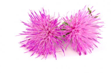 Beyaz arka plan makro'izole çiçek thistle