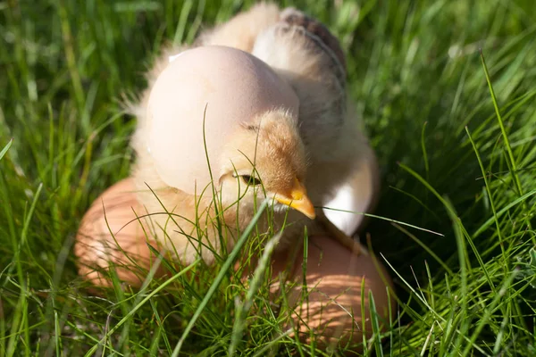 Baby chicken with eggs in the green grass — Stock Photo, Image
