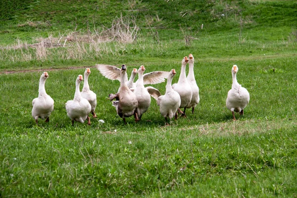 Manada de gansos pastando sobre hierba en campo de primavera — Foto de Stock