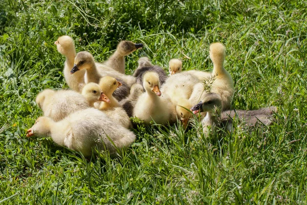 Una bandada de pequeños gansos pastando en hierba verde —  Fotos de Stock