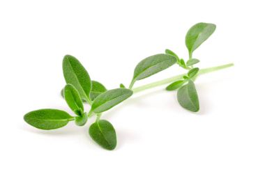 Beyaz arka plan üzerinde izole taze kekik baharat