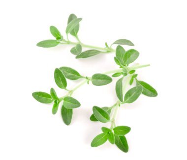 Beyaz arka plan üzerinde izole taze kekik baharat